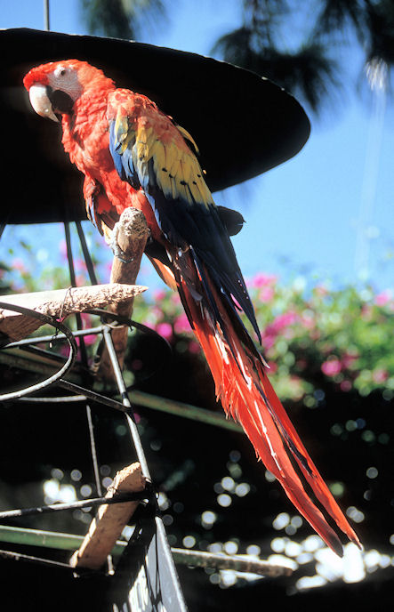 Mittelamerika 1993 1994-02-024.jpg